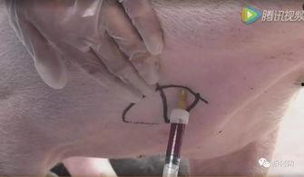 猪静脉采血视频,猪静脉采血操作步骤及要点解析