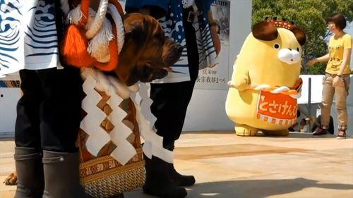 藏獒斗狼视频,生死较量惊心动魄