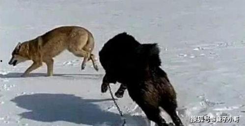 藏獒斗狼视频,生死较量惊心动魄