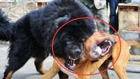 藏獒斗狼视频,生死较量惊心动魄