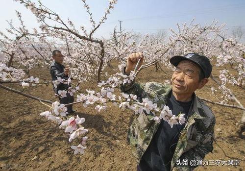 桃树施肥视频,视频教程助您丰收