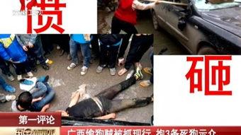 抓捕女犯视频,女犯落网瞬间,高清视频记录抓捕全过程